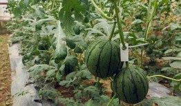 怎么快速吃瓜视频,快速吃瓜视频攻略