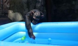 吃瓜大姐像猩猩,一场跨越物种的趣味对决