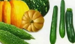 吃瓜看蜜橘,吃瓜乐趣无限