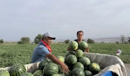 文安兴隆宫吃瓜,夏日吃瓜，清凉一夏的休闲胜地