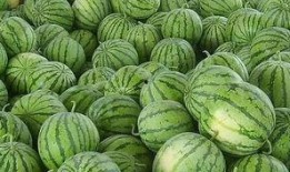 吃瓜在哪里免费吃,吃瓜达人必看！免费吃瓜攻略大公开