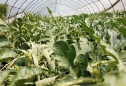 小白瓜吃哪里,揭秘其美味可口的食用部位