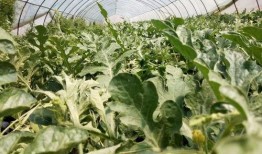 小白瓜吃哪里,揭秘其美味可口的食用部位