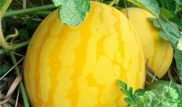 瓜江被吃,探寻神秘生物的餐桌传奇