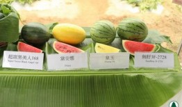 香港最近吃瓜,揭秘幕后风云与明星恩怨