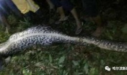 吃瓜 男人与蛇,男人与蛇的神秘邂逅