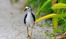 吃瓜的白鸟,揭秘娱乐圈的幕后故事