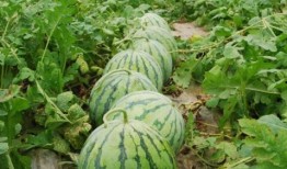 瓜最甜给老婆吃,瓜最甜，爱意浓，为老婆精心挑选的甜蜜礼物