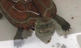 喂草龟吃瓜,喂草龟吃瓜的温馨时光