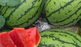 大瓜可以吃吗,揭秘能否安全享用