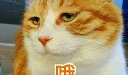 吃瓜的表情包满分,揭秘网络时代的“瓜界”风云