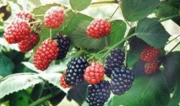 野瓜野果怎么吃,野瓜野果的多样食法探索