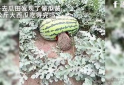 偷瓜吃的,夜幕下的偷瓜奇遇记