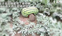 偷瓜吃的,夜幕下的偷瓜奇遇记