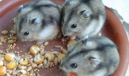 仓鼠可以吃八棱瓜,仓鼠的美食新宠