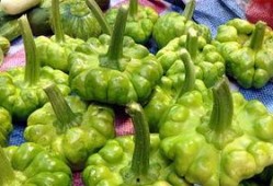 孕妇可以吃瓜叶吗,瓜叶的适宜与禁忌