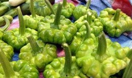 孕妇可以吃瓜叶吗,瓜叶的适宜与禁忌