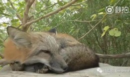 赤城赤狐吃瓜视频,揭秘野生狐狸的趣味生活