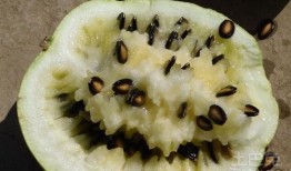 孕妇梦见吃黄籽瓜,黄籽瓜的寓意与启示