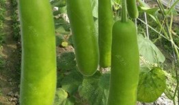 瓠瓜小狗可以吃吗,营养分析及注意事项