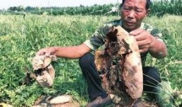 临沧吃瓜事件视频最新,一场网络热议背后的真相揭秘