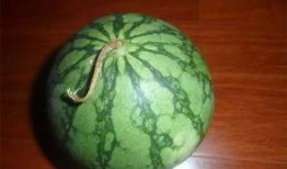 吃不够的瓜,吃不够的瓜，尽享夏日美味时光