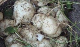 吃瓜达人65,瓜界风云录