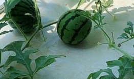 吃瓜不吐子来年,来年笑谈风云录