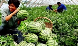 梦见果园摘瓜买瓜吃