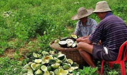 吃瓜留籽换瓜,探索瓜农的智慧传承