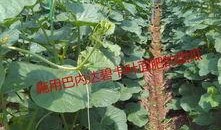 运城中介吃瓜,吃瓜群众眼中的风云变幻