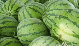 吃瓜的西瓜君,揭秘瓜界那些事儿