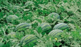 农家小孩瓜园吃瓜图片,农家小孩的甜蜜时光