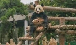 卢昱晓吃瓜小熊,揭秘娱乐圈幕后故事