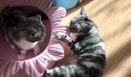 吃瓜喵儿,揭秘娱乐圈那些不为人知的幕后故事