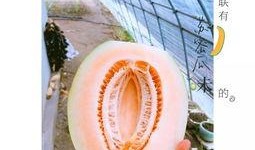 吃蜜瓜 新疆歌曲,品鉴吃蜜瓜歌曲的魅力