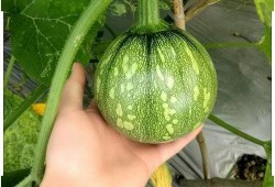 懷孕初吃胜瓜,营养美味两不误的孕期食谱分享