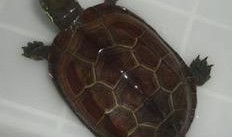 喂草龟吃瓜,喂草龟吃瓜的温馨时光