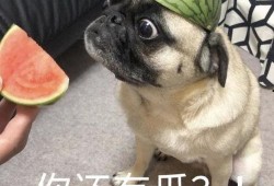 吃瓜表情狗,揭秘网络热梗背后的趣味与智慧