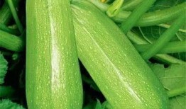 过秋不吃瓜吃瓜必湿冷,避瓜守暖，品味秋日美食新风尚