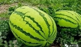 石头瓜可以收瓜吗怎么吃,石头瓜的收获与美味食用指南