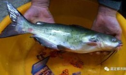 吃瓜群众臭鱼鱼,揭秘网络红人的魅力与争议