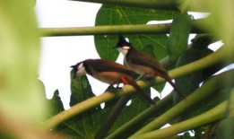 吃瓜的白鸟,揭秘娱乐圈的幕后故事