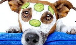 绿色瓜狗可以吃吗,探究其安全性及适口性