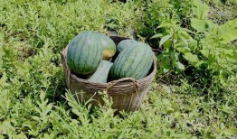 田瓜能熟吃吗,探索田瓜的多样美味