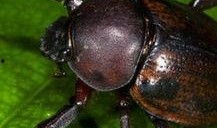 带你吃瓜搞笑昆虫视频,带你领略搞笑昆虫的奇妙世界