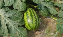 农场妇女吃瓜,西瓜盛宴