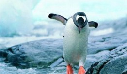 抱着企鹅吃瓜,共享悠闲时光