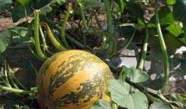 只吃南瓜籽的瓜是什么瓜,揭秘只吃南瓜籽的瓜之谜