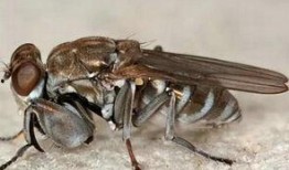 带你吃瓜搞笑昆虫视频,带你领略搞笑昆虫的奇妙世界